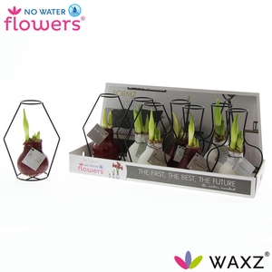 No Water Flowers Waxz® Formz Classic mix