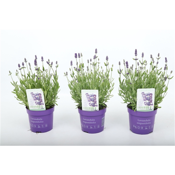 <h4>Lavandula ang. 'Ardèche Blue' 13 cm</h4>