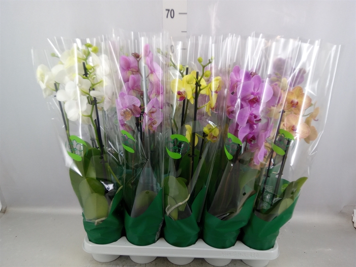 <h4>Phalaenopsis   ...mix  7</h4>