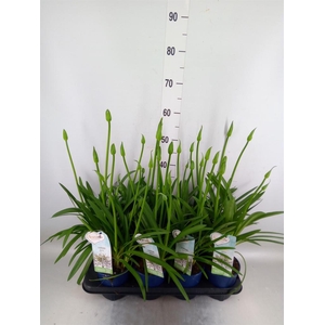 Agapanthus  'Amourette Superb Whit'