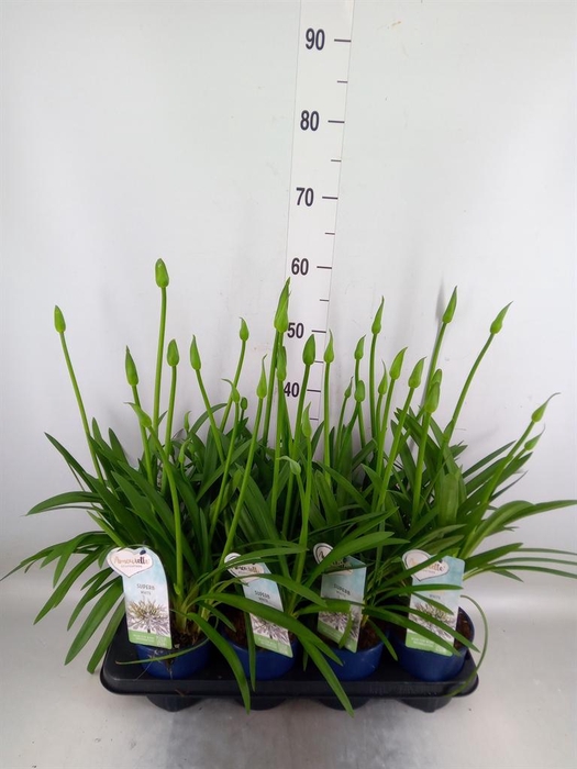 <h4>Agapanthus  'Amourette Superb Whit'</h4>