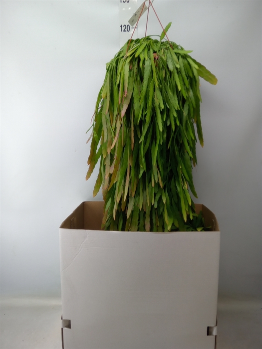 <h4>Pseudorhipsalis ramulosa</h4>