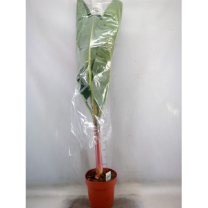 Musa  'Dwarf Cavendish'