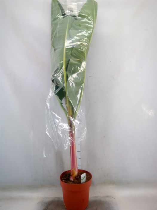 <h4>Musa  'Dwarf Cavendish'</h4>