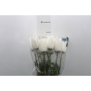 ANASTASIA HERRERA 080 CM BRANCO