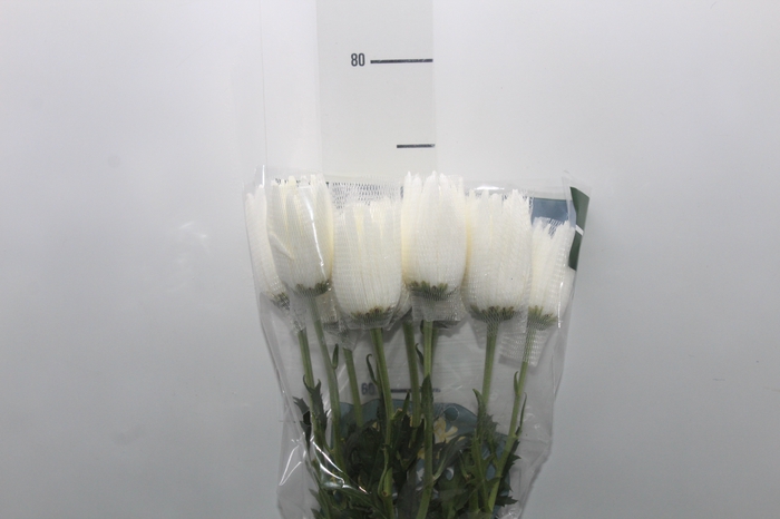 <h4>ANASTASIA HERRERA 080 CM BRANCO</h4>