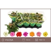 Kalanchoe Double Mix, 6 Colours
