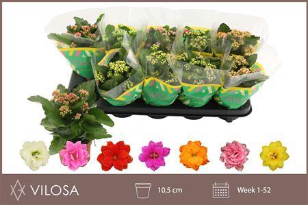 Kalanchoe Double Mix, 6 Colours