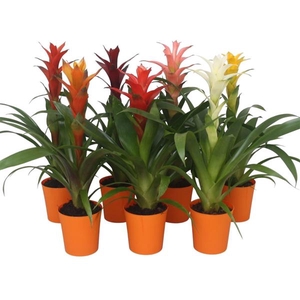 Guzmania mix in oranje kunststof pot