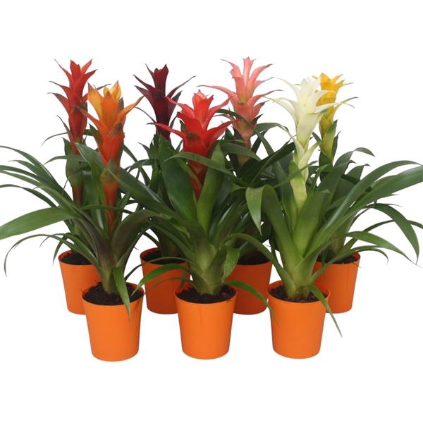 <h4>Guzmania mix in oranje kunststof pot</h4>