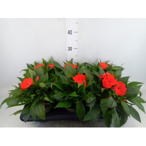 Impatiens NG 'Tamarinda Orange'