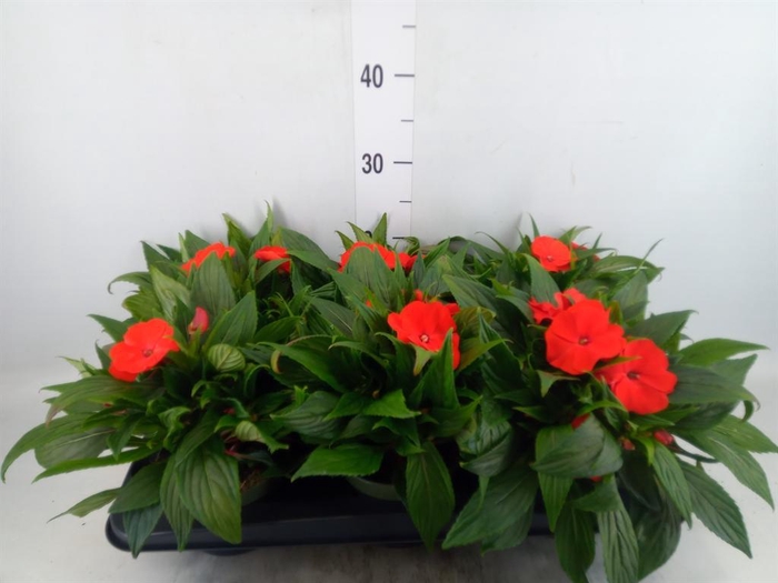 <h4>Impatiens NG 'Tamarinda Orange'</h4>
