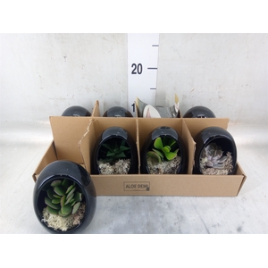 Arr.  Succulents L%