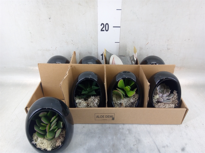 <h4>Arr.  Succulents L%</h4>