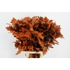 QUERC RUBRA 80CM FROST ORANGE