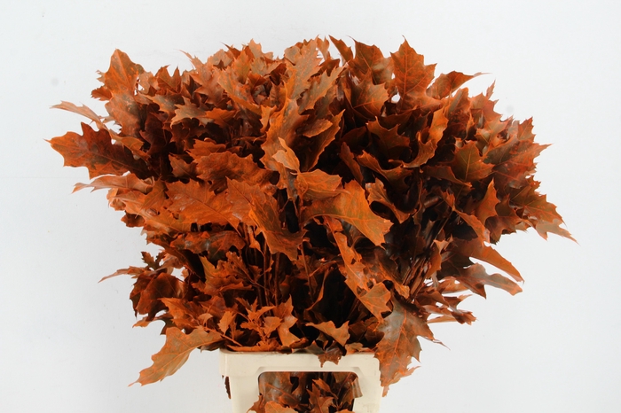 QUERC RUBRA 80CM FROST ORANGE