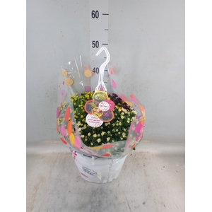 Chrysanthemum  'Skyfall'  ..mix