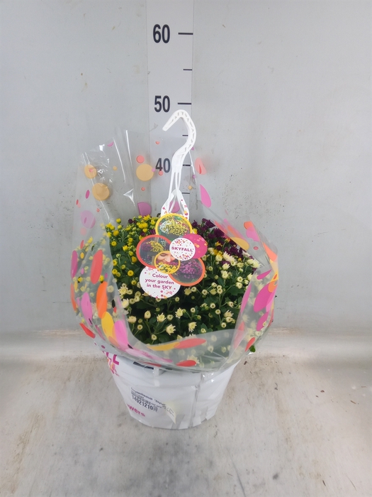 <h4>Chrysanthemum  'Skyfall'  ..mix</h4>