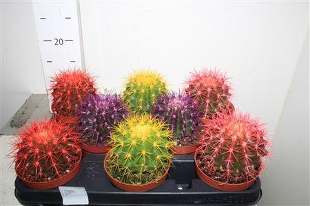 <h4>Echinoc Grusonii</h4>