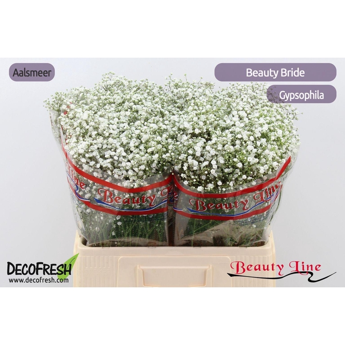 <h4>GYPS PA BEAUTY BRIDE</h4>