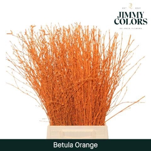 Betula L60 Orange