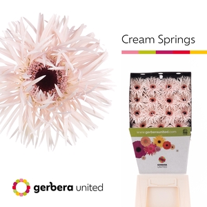 Gerbera Spider Cream Springs Diamond