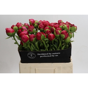 Paeonia Command Performance Xxl