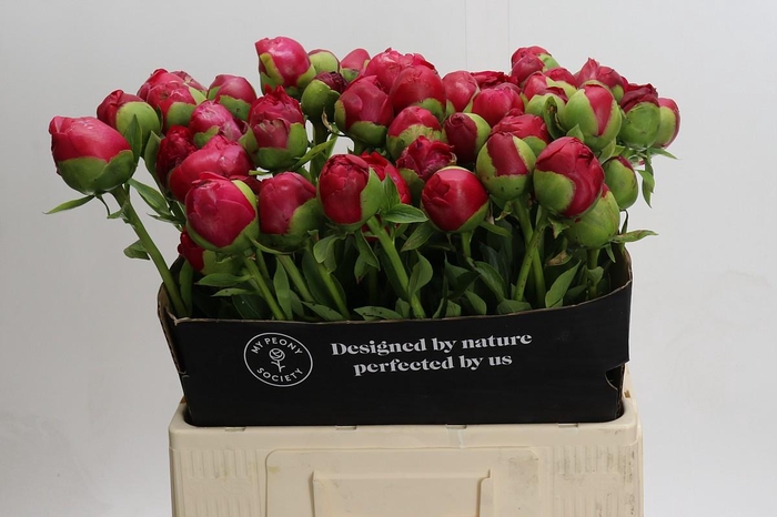 <h4>Paeonia Command Performance XXL</h4>