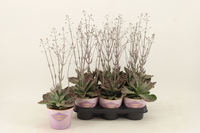 <h4>Kalanchoe Wild Flowers Desert Surpr</h4>