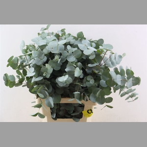 Euca Cinerea 150gr P Bunch S A
