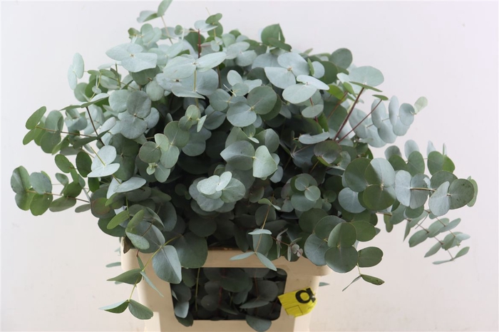 <h4>Euca Cinerea 150gr P Bunch S A</h4>