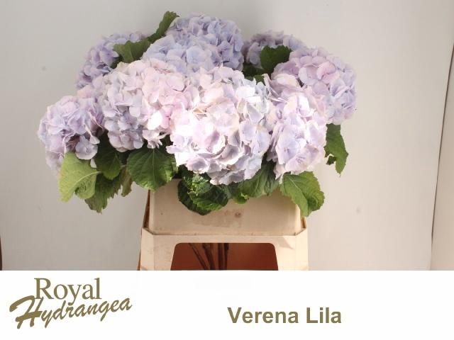 <h4>HYDR M CH VERENA BL</h4>