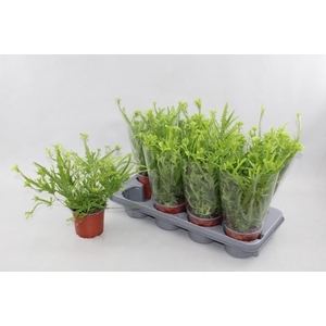 PTERIS MAYI