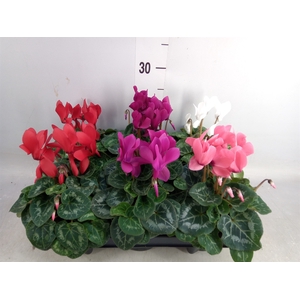 Cyclamen MD 'Allure'