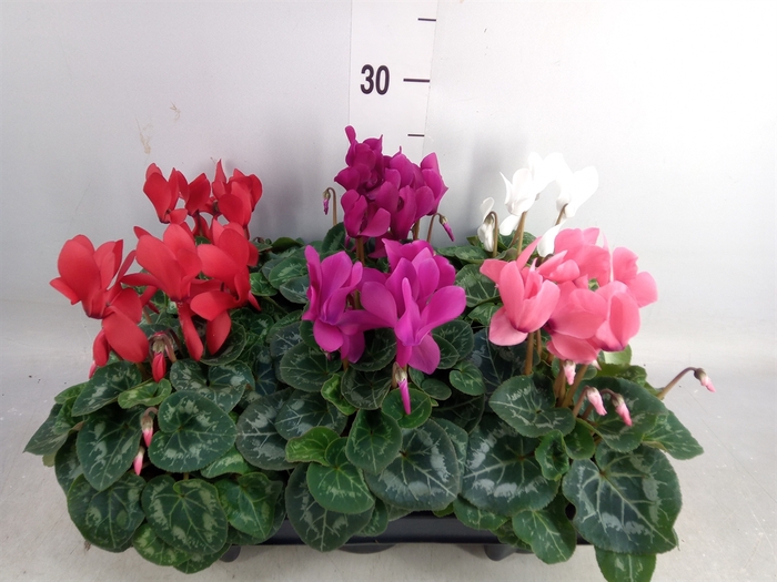 <h4>Cyclamen MD 'Allure'</h4>