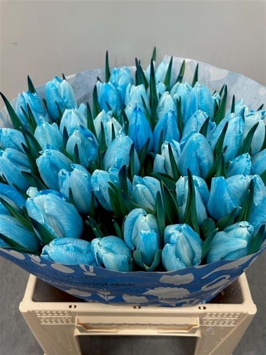 <h4>Tu Kb Light Blue</h4>