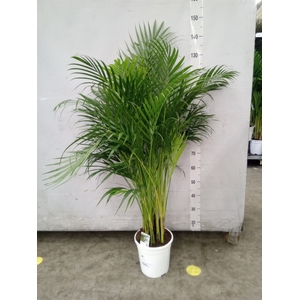 Dypsis lutescens   ...Chrysalidoca