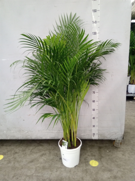 <h4>Dypsis lutescens   ...Chrysalidoca</h4>