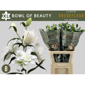 LI OR DU BO OF BEAUT