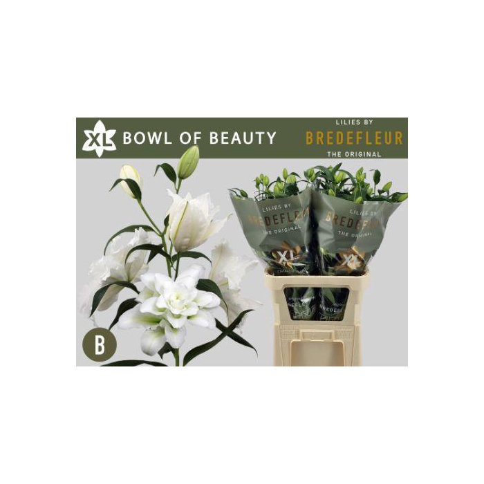 <h4>LI OR DU BO OF BEAUT</h4>