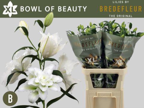 <h4>LI OR DU BO OF BEAUT</h4>