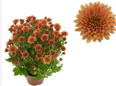 <h4>CRISANTEMO BOLA BELGA JASODA P20 BRONZE</h4>