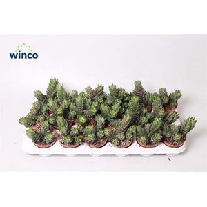 Haworthia Reinwardtii (group)