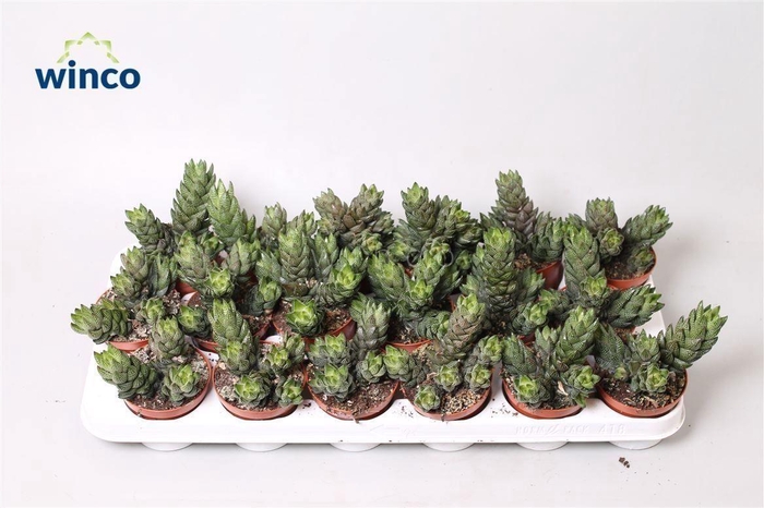 Haworthia Reinwardtii (group)