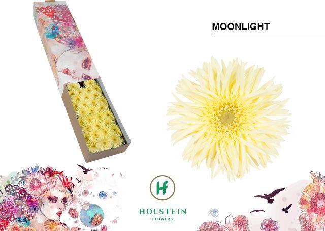 <h4>Germini Spider Moonlight Doos</h4>