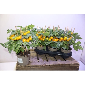 Tomatenplanten