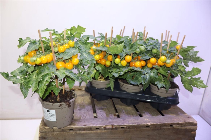 <h4>Tomatenplanten</h4>