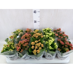 Kalanchoe blos.   ..rosebud mix  5