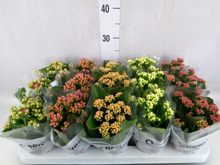 <h4>Kalanchoe blos.   ..rosebud mix  5</h4>