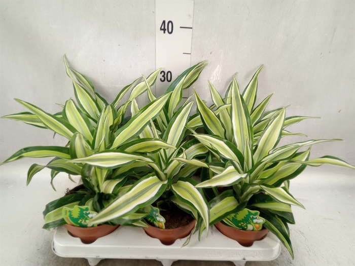 Dracaena frag. 'Malaika'